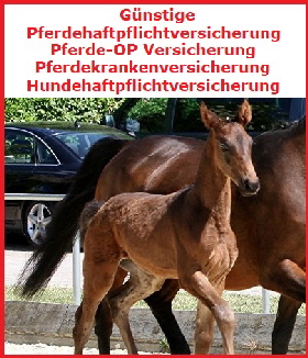 Gnstige Pferdehalterversicherung Bild1